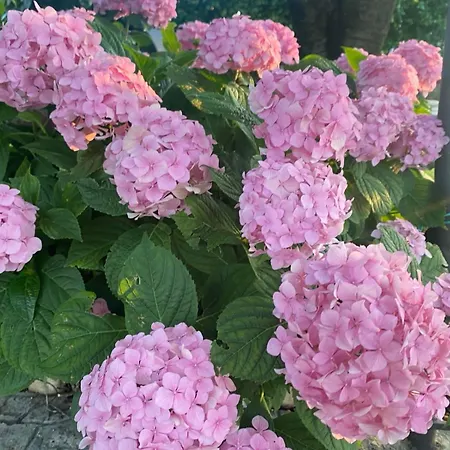 Odmor Uz Trebisnjicu * Τρέμπινιε